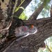 Elusive and Rare Red Crested Bird Created From Re Purposed Tin