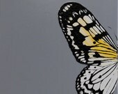 Paper Kite Butterfly Hand Painted Acrylic 8 inch by 8 inch Canvas Black White Yellow Grey