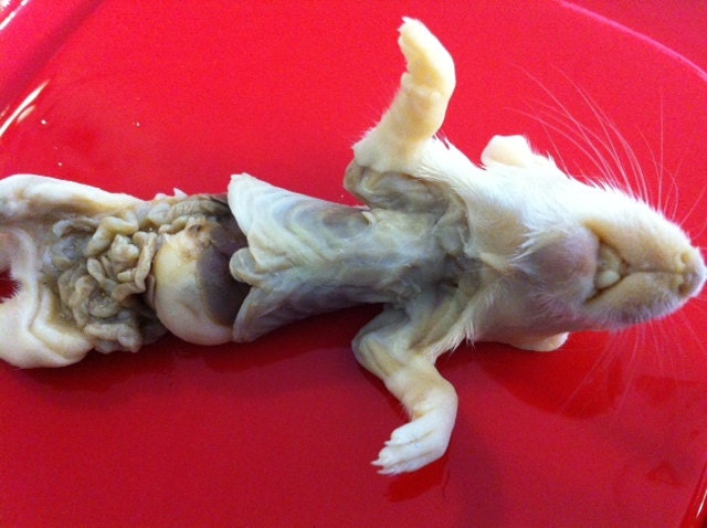 Dissected Baby Rat Wet Specimen, Preserved Specimen