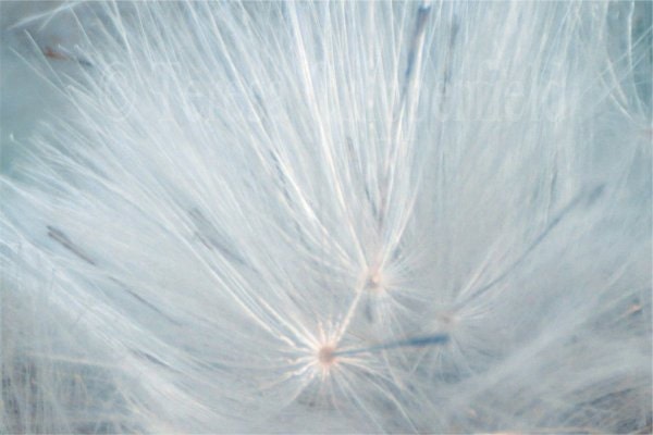 Fine Art Botanical Photography "Fairy Thistledown" 8 x 12 Digital Photo Print, Surreal Abstract Close Up Aqua Mysterious Wall Art Home Decor