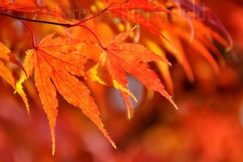 Fine Art  Photography "Oh So Pretty" Maple Leaves - Fall Autumn Colors - 8 x 12 - Digital Photo Print, Orange Home Decor with Bokeh