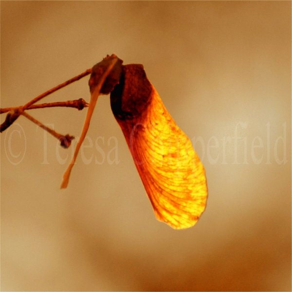 Last Glow of Fall - Fine Art Photography - 8 x 8 - Autumn Colors, Rustic Decor, Macro Seed Pod, Tree Photo, Warm Orange, Botanical Wall Art