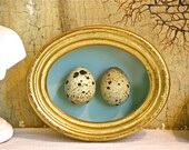 Quail Eggs Framed