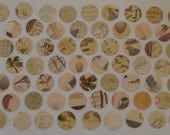Nature Conservatory - 1" circle paper punches - birds, eggs, butterflies, script - 60 pieces