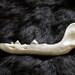 x1 Coyote Jaw Bone - Teeth Out, Real Bone, Taxidermy, B28140 - Grade A