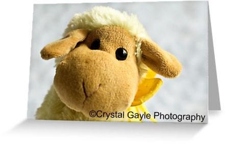 Ewe Birthday Greeting Card Blank Note Card of Fine Art Photograph Just Because Thinking Of You Get Well Soon