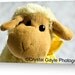 Ewe Birthday Greeting Card Blank Note Card of Fine Art Photograph Just Because Thinking Of You Get Well Soon
