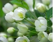 Flower Photography - 8 x 10 Photograph - Home - Office Decor - White Flowers - Flower Photographs
