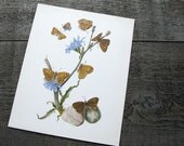 vintage botanical print : Kronen Verlag No. 7091 butterflies by 24pont