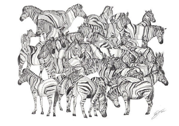 Zebras GRAPHITE // A3 print