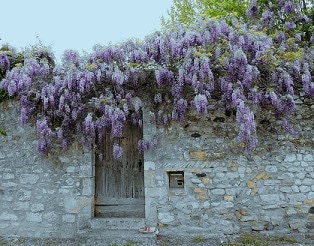 Scenic Photography  Wisteria at Viviers France 5" x 7" matted Print