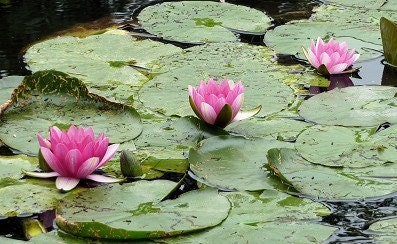 Nature and Scenic Photography Monet's Lily pond at Giverny France 5  x 7 matted print