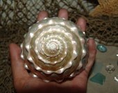 Gorgeous Polished MOP Pearl Finish Large Spiral Shell- Perfect for Display, Arts and Crafts, and Beach Weddings