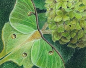 Green Luna moth on the leaf of a Hydrangea - Art Reproduction (Print) - GREEN in "Camouflage (Secondary Colors)" Series - CaryeVDPMahoney