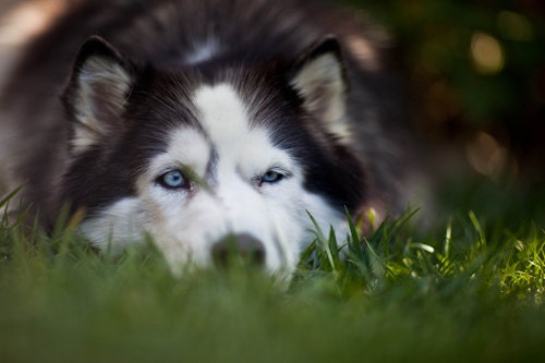 dog photography dog portrait nature photography pet photograph siberian husky photo wall art 4x6 fine art photography print