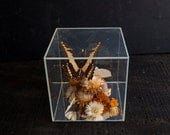 Square Display Cube with Butterfly Specimen Terrarium