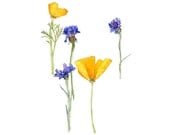 Cornflowers and California Poppies, Eco-Friendly Print, 8x10