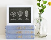 Artifact Series: The Beachcomber 5x7 Print
