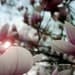 Spring, Pastel, Pink, Nature Photography, Blue, Sun, Magnolia Tree Flower - 8x10 Print