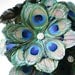 Peacock Feather Flower Morning Star ONE for making DIY Brides Bouquets and Wedding Bouquets