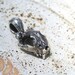 Cat Skull pendant sterling silver