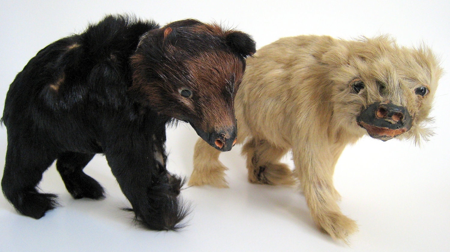 Unique Victorian Bears Small Folk Art Taxidermy  Black Polar