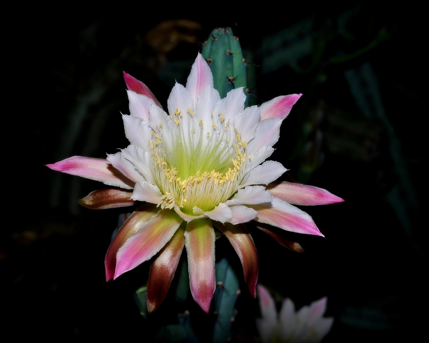 Night Blooming Cereus Fine Art Print 16x20 on Heavy Canvas