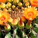 Sale A Splash of Color in the Desert Fine Art Print 20x30 Kodak Endura Paper