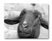 Nature, Sheep Photo, black and white, grey, farm animal, country living, rural, whimsical art,black friday