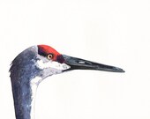 Sandhill Crane Painting -Wildlife bird art -  Print of Watercolor Painting A4 print