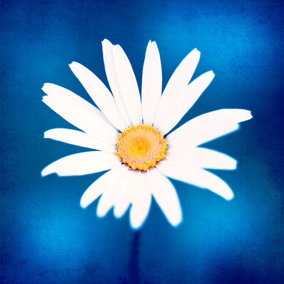 Blue Photography - white yellow print daisy flower photo spring colorful wall art modern floral botanical photo - 8x8 Photograph, "Sapphire"