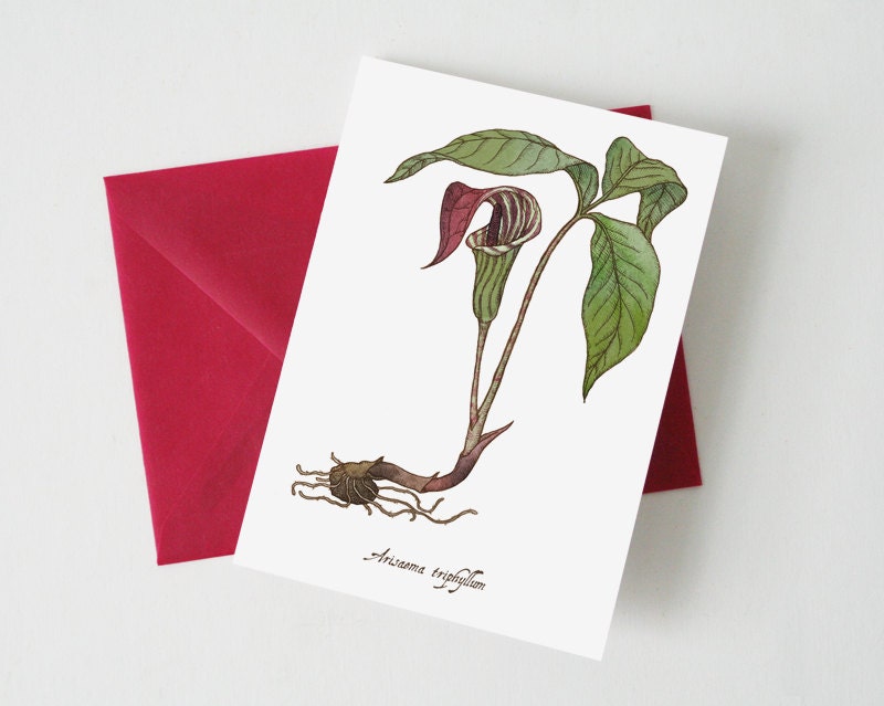 Jack in the Pulpit Greeting Card - Blank Inside