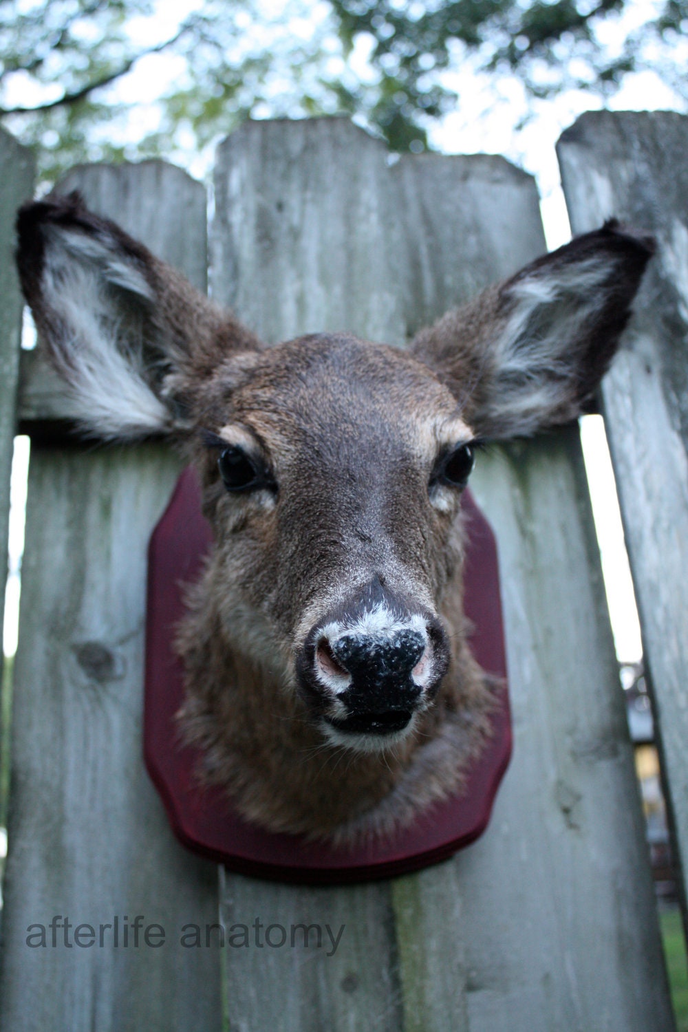 SALE 25 DOLLARS OFF - Taxidermy Doe Head Mount on panel odd curio weird macabre