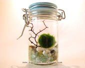 FREE SHIPPING  Featured in NORDSTROM -  Marimo Moss Ball Tiny Jar Aquarium / Terrarium: Several Colors Available