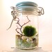 FREE SHIPPING  Featured in NORDSTROM -  Marimo Moss Ball Tiny Jar Aquarium / Terrarium: Several Colors Available