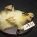 Taxidermy Drunken Duckling little party animal