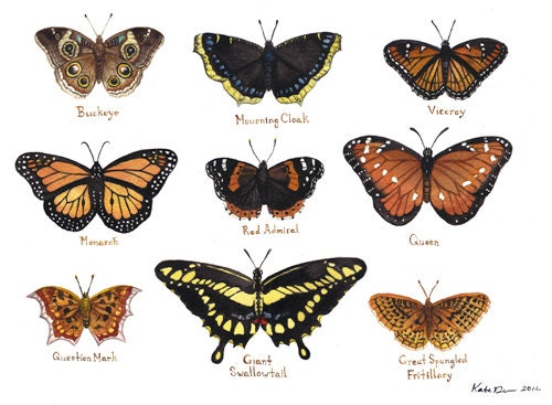 Butterflies Field Guide Classification Chart Watercolor Art Print