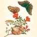 Botanical with Butterfly 1 Maria Sibylla Merian
