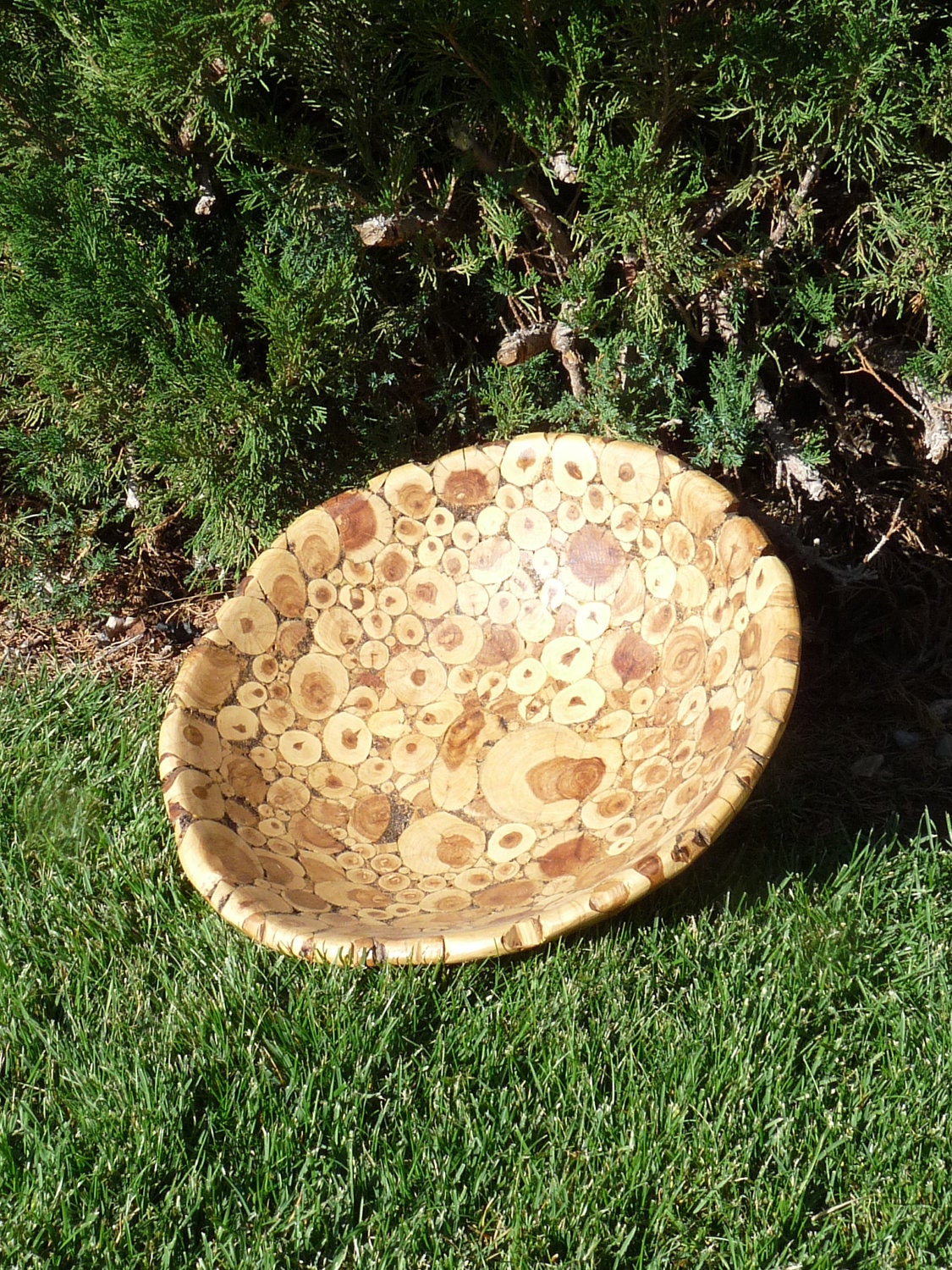 Wood BOWL from juniper ,handmade,Size of the Bowl 15,5'' x 4"