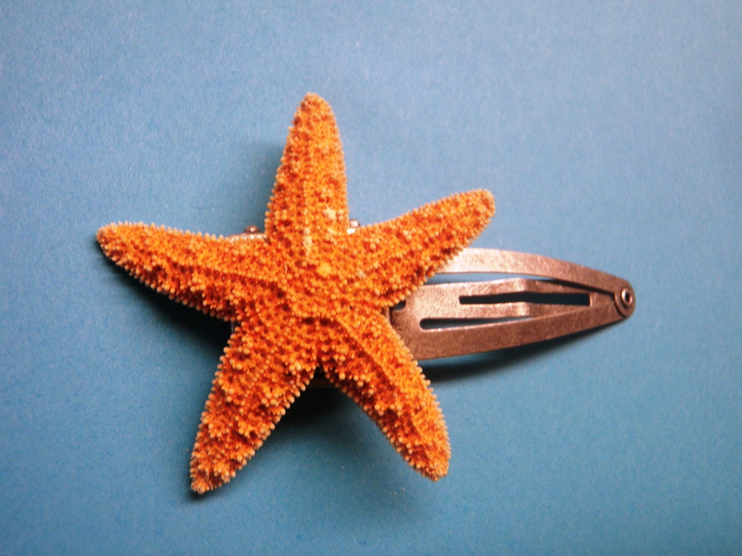 Real Starfish Hair Clip