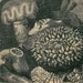 Sea Anemones Antique Engraving  Natural History Print Brehms Tierleben