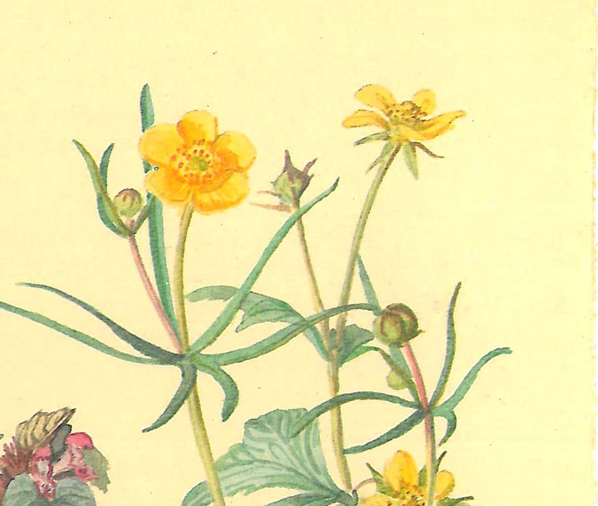 Vintage Botanical Print Plants Gardening