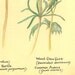 Vintage Botanical Print Plants Gardening