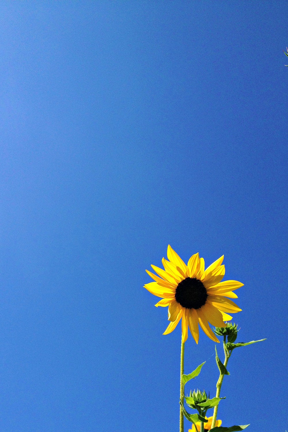 Yellow Home Decor Flower Photo - Yellow Sunflower on a Sunny Sapphire Blue Sky - Minimalist Still Life Photography - Coastal Cottage Chic
