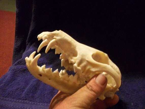 Real animal bone Coyote Skull parts