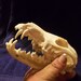 Real animal bone Coyote Skull parts