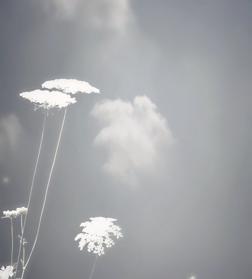 Cloud Puffs-fine art photography, clouds, queen ann's lace, white, grey, ethereal, blissful, soft, delicate, home decor, dreamy photograph
