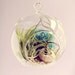 Shipwrecked // Air Plants in Glass Globe Hanging Terrarium Wedding Favor Decor Gift DIY Minimalist table centerpiece Floating tillandsia