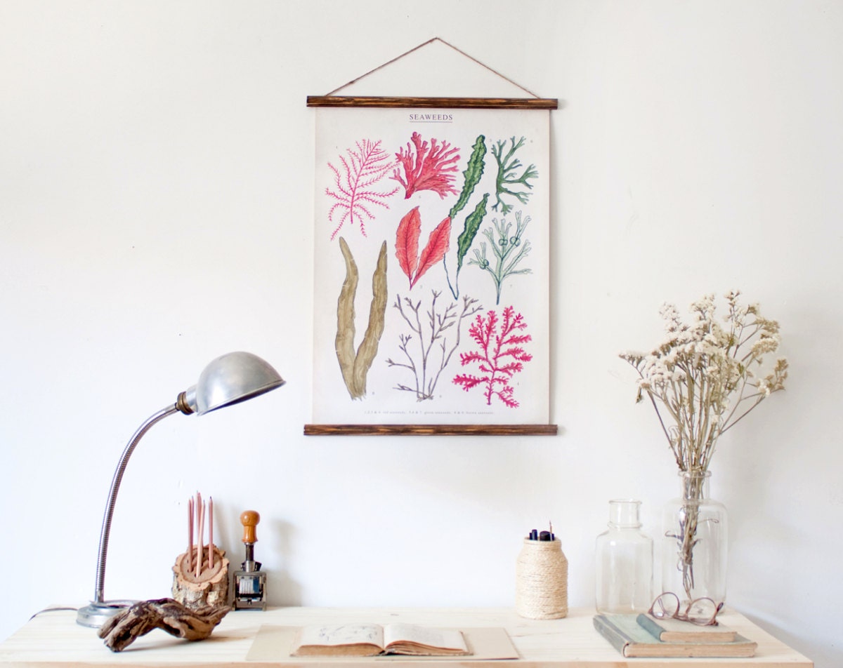 Seaweeds canvas poster - vintage educational chart illustration ALP2002