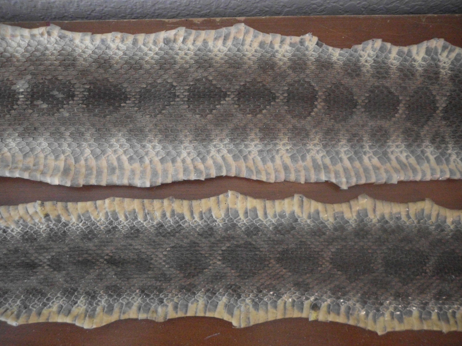Diamondback Rattlesnake Skin Genuine Vintage by ElegantSeashore